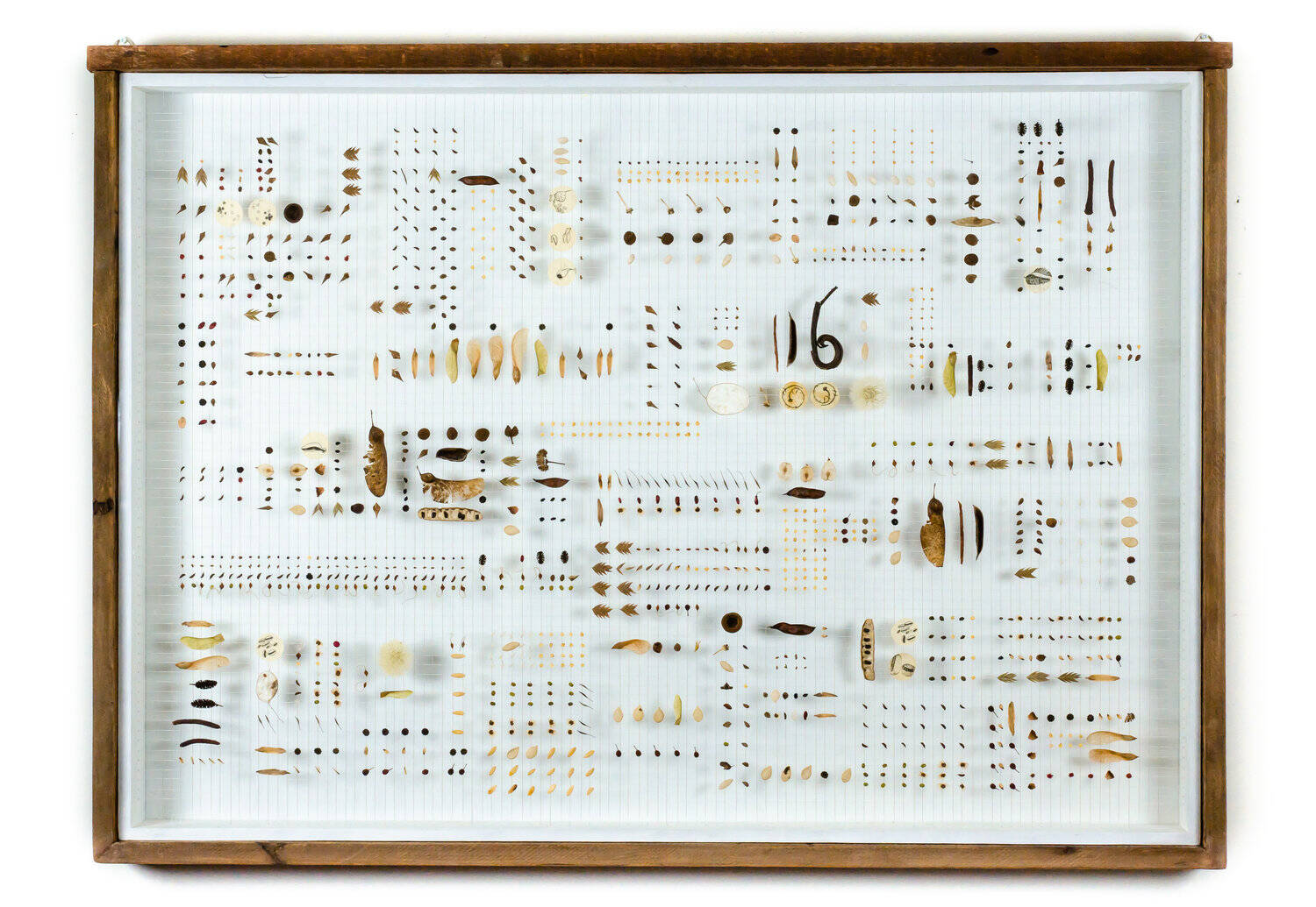 Custom built shadow box with plexiglass cover. Interior has a thread grid in which a variety of seeds are attached.